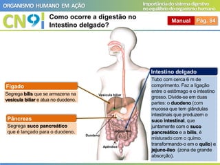 CN
ORGANISMO HUMANO EM AÇÃO Importânciadosistemadigestivo
noequilíbriodoorganismohumano
Manual Pág. 84
Como ocorre a digestão no
Intestino delgado?
Fígado
Segrega bílis que se armazena na
vesícula biliar e atua no duodeno.
Pâncreas
Segrega suco pancreático
que é lançado para o duodeno.
Intestino delgado
Tubo com cerca 6 m de
comprimento. Faz a ligação
entre o estômago e o intestino
grosso. Divide-se em duas
partes: o duodeno (com
mucosa que tem glândulas
intestinais que produzem o
suco intestinal, que
juntamente com o suco
pancreático e a bílis, é
misturado com o quimo,
transformando-o em o quilo) e
jejuno-íleo (zona de grande
absorção).
Jejuno-íleo
Vesícula biliar
Apêndice
Duodeno
 