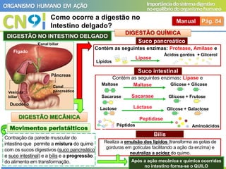 CN
ORGANISMO HUMANO EM AÇÃO Importânciadosistemadigestivo
noequilíbriodoorganismohumano
Manual Pág. 84
Como ocorre a digestão no
Intestino delgado?
Movimentos peristálticos
DIGESTÃO MECÂNICA
DIGESTÃO QUÍMICA
Contração da parede muscular do
intestino que permite a mistura do quimo
com os sucos digestivos (suco pancreático
e suco intestinal) e a bílis e a progressão
do alimento em transformação. Após a ação mecânica e química ocorridas
no intestino forma-se o QUILO
DIGESTÃO NO INTESTINO DELGADO
Suco pancreático
Lipase
Suco intestinal
Maltase
Contém as seguintes enzimas: Protease, Amilase e
Contém as seguintes enzimas: Lipase e
Lípidos
Ácidos gordos + Glicerol
Maltose Glicose + Glicose
Sacarose Sacarase
Lactose Láctase
Glicose + Frutose
Glicose + Galactose
Bílis
Realiza a emulsão dos lípidos (transforma as gotas de
gorduras em gotículas facilitando a ação da enzima) e
neutraliza a acidez do quimo.
Fígado
Canal biliar
Canal
pancreático
Pâncreas
Duodeno
Vesícula
biliar
Peptidase
Péptidos Aminoácidos
 