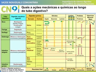 CN
SAÚDEINDIVIDUAL ECOMUNITÁRIA Importânciadosistemadigestivo
noequilíbriodoorganismohumano
Tubo
digestivo
Digestão mecânica
(agente)
Digestão química Glícidos Lípidos Prótidos Vitaminas
Minerais
Água
Secreção Enzimas Amido Sacarose Lactose Proteínas
Boca Mastigação
(Dentes e língua)
Ensalivação
(Língua)
Saliva Amilase maltose
Faringe Deglutição ------------- ------------
Esófago Deslocação
(movimentos peristálticos)
Muco
(Lubrificante)
------------
Estômago Mistura e deslocação
(movimentos peristálticos)
Suco
gástrico
Protease
(pepsina) péptidos
Intestino
delgado
Mistura e deslocação
(movimentos peristálticos)
Suco
pancreático
Amilase
Lípase
Protease
(tripsina)
maltose ácidos gordos
+ glicerol
péptidos
Suco
intestinal
Maltase
Sacarase
Lactase
Lipase
Peptidase
glicose glicose +
frutose glicose +
galactose ácidos gordos
+ glicerol
aminoácidos
Bílis
(Sais
biliares)
emulsão
dos lípidos
Intestino
grosso
Deslocação
(movimentos peristálticos)
Muco
------------
Resultado final glicose frutose galactose
ácidos gordos
glicerol aminoácidos
vitaminas,
minerais, água
Quadro I- Digestão mecânica e
química ao longo do tubo digestivo
(adaptado de MORAIS & PINTO, 2005)
Quais a ações mecânicas e químicas ao longo
do tubo digestivo?
 