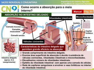 CN
SAÚDEINDIVIDUAL ECOMUNITÁRIA Importânciadosistemadigestivo
noequilíbriodoorganismohumano
Como ocorre a absorção para o meio
interno? Manual Pág. 85
Intestino delgado
(aprox. 6 m
comprimento)
Camada mucosa
Camadas
musculares
ABSORÇÃO NO INTESTINO DELGADO
Válvulas coniventes
Vilosidades intestinais
Microvilosidades
Camada serosa
Epitélio
Capilar
linfático
Rede de
Capilares
sanguíneos
Características do intestino delgado que
permitem grande eficácia na absorção
➢ Grande comprimento do intestino delgado.
➢ Enorme área superficial de absorção é devido à existência de
válvulas coniventes, vilosidades intestinais e microvilosidades.
➢ Elevadíssimo número de vilosidades intestinais.
➢ Epitélio da vilosidade intestinal com apenas uma camada de células.
➢ Rede de capilares sanguíneos a envolver o vaso linfáticos no interior
da vilosidade intestinal.
 