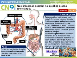 CN
SAÚDEINDIVIDUAL ECOMUNITÁRIA Importânciadosistemadigestivo
noequilíbriodoorganismohumano
Que processos ocorrem no intestino grosso,
reto e ânus?
Manual Pág. 87
Intestino grosso
Tubo musculoso mais largo e mais
curto (1,5 m) que o intestino delgado.
Divide-se em cego, cólon (ascendente,
transverso e descendente) e reto.
É para o intestino grosso que passam
todas as substâncias não absorvidas
no intestino delgado. Lá ocorre grande
absorção de água.
No intestino grosso estão presentes
bactérias, isto é, microrganismos
comensais benéficos ao Homem e que
fazem parte do microbiota humano.
Esta flora intestinal desempenhando
um papel importante na síntese de
algumas vitaminas, tais como as
vitaminas B e K.
Ânus
Porção terminal do tubo digestivo,
formada por esfíncteres anais,
controlam a saída das fezes
(defecação).
Apêndice
Flora
bacteriana
A
Ceco
B
C
D
E
F
Cólon
ascendente
Cólon transverso
Cólon
descendente
Reto
Ânus
Microbiota
 