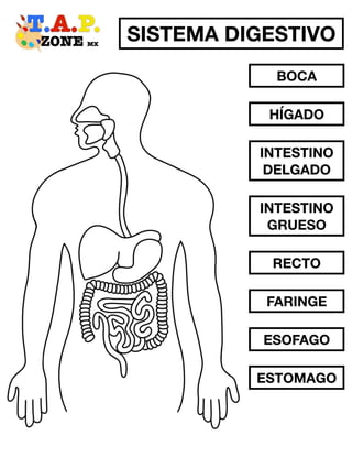 Sistema Digestivo.pdf