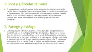 1.Boca y glándulas salivales
 El proceso inicia con la trituración de los alimentos durante la masticación
con los dientes, la deglución con la lengua al llevar la comida masticada hacia
el siguiente paso. Para que la masticación y la deglución puedan ser llevadas
a cabo, la boca comienza a producir saliva por medio de las glándulas
salivales para poder descomponer los alimentos y que sea más fácil
triturarlos.
2. Faringe y esófago
 La faringe es una estructura que tiene forma de tubo y compone la unión
entre la boca con el esófago y la laringe. En el proceso digestivo, la faringe
lleva los alimentos hacia el esófago con la ayuda de la epiglotis, una especie
de lengüeta que al "cerrarse" protege a la laringe (ya que ella está conectada
al sistema respiratorio) de que los alimentos pasen hacia ella. El esófago es
un tubo que lleva la comida desde la faringe hacia el estómago, moviendo
sus músculos de forma ondulada para aplastar los alimentos en el proceso.
 