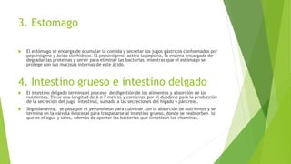 3. Estomago
 El estómago se encarga de acumular la comida y secretar los jugos gástricos conformados por
pepsinógeno y ácido clorhídrico. El pepsinógeno activa la pepsina, la enzima encargada de
degradar las proteínas y servir para eliminar las bacterias, mientras que el estómago se
protege con sus mucosas internas de este ácido.
4. Intestino grueso e intestino delgado
 El intestino delgado termina el proceso de digestión de los alimentos y absorción de los
nutrientes. Tiene una longitud de 6 o 7 metros y comienza por el duodeno para la producción
de la secreción del jugo intestinal, sumado a las secreciones del hígado y páncreas.
 Seguidamente, se pasa por el yeyunoíleon para culminar con la absorción de nutrientes y se
termina en la válvula íleocecal para traspasarse al intestino grueso, donde se reabsorben lo
que es el agua y sales, además de aportar las bacterias que sintetizan las vitaminas.
 