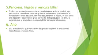 5.Páncreas, hígado y vesícula biliar
 El páncreas se mantiene en contacto con el duodeno y vierte en él el jugo
pancreático, además de sintetizar y liberar las hormonas que controlan el
metabolismo de los azúcares. Por otro lado, tenemos el hígado, el cual ayuda
a la digestión y absorción de grasa por medio de la producción de bilis, la
sustancia que se acumula en la vesícula biliar para pasar al duodeno.
6. Ano
 Esta es la abertura que marca el fin del proceso digestivo al expulsar las
heces fecales o materia fecal.
 