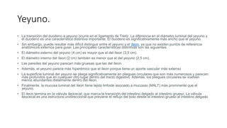 Yeyuno.
• La transición del duodeno a yeyuno ocurre en el ligamento de Treitz. La diferencia en el diámetro luminal del yeyuno y
el duodeno es una característica distintiva importante. El duodeno es significativamente más ancho que el yeyuno.
• Sin embargo, puede resultar más difícil distinguir entre el yeyuno y el íleon, ya que no existen puntos de referencia
anatómicos externos para guiar. Las principales características distintivas son las siguientes:
• El diámetro externo del yeyuno (4 cm) es mayor que el del íleon (3,5 cm).
• El diámetro interno del íleon (2 cm) también es menor que el del yeyuno (2,5 cm).
• Las paredes del yeyuno parecen más gruesas que las del íleon.
• Además, el yeyuno parece más hiperémico que el íleon porque tiene un aporte vascular más extenso
• La superficie luminal del yeyuno se pliega significativamente en pliegues circulares que son más numerosos y parecen
más profundos que en cualquier otro lugar dentro del tracto digestivo. Además, los pliegues circulares se vuelven
menos abundantes distalmente dentro del íleon.
• Finalmente, la mucosa luminal del íleon tiene tejido linfoide asociado a mucosas (MALT) más prominente que el
yeyuno.
• El íleon termina en la válvula ileocecal; que marca la transición del intestino delgado al intestino grueso. La válvula
ileocecal es una estructura unidireccional que previene el reflujo del bolo desde el intestino grueso al intestino delgado
 