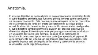 Anatomia.
• El sistema digestivo se puede dividir en dos componentes principales:Existe
el tubo digestivo primario, que funciona principalmente como conducto y
vía de almacenamiento. Esta porción es necesaria para mover el contenido
de los alimentos a lo largo del tracto (peristaltismo), para que pueda
ocurrir la absorción de nutrientes y la excreción de sustancias no digeridas.
El tubo digestivo también permite la división del proceso digestivo en
diferentes etapas. Esto es importante porque algunas enzimas producidas
en una parte del tracto (por ejemplo, pepsina en el estómago) no
funcionarán de manera óptima en otra parte (por ejemplo, el yeyuno).El
otro componente del sistema son los órganos digestivos accesorios. Este
grupo de órganos está encargado de la síntesis y secreción de enzimas
responsables de la digestión química.
 