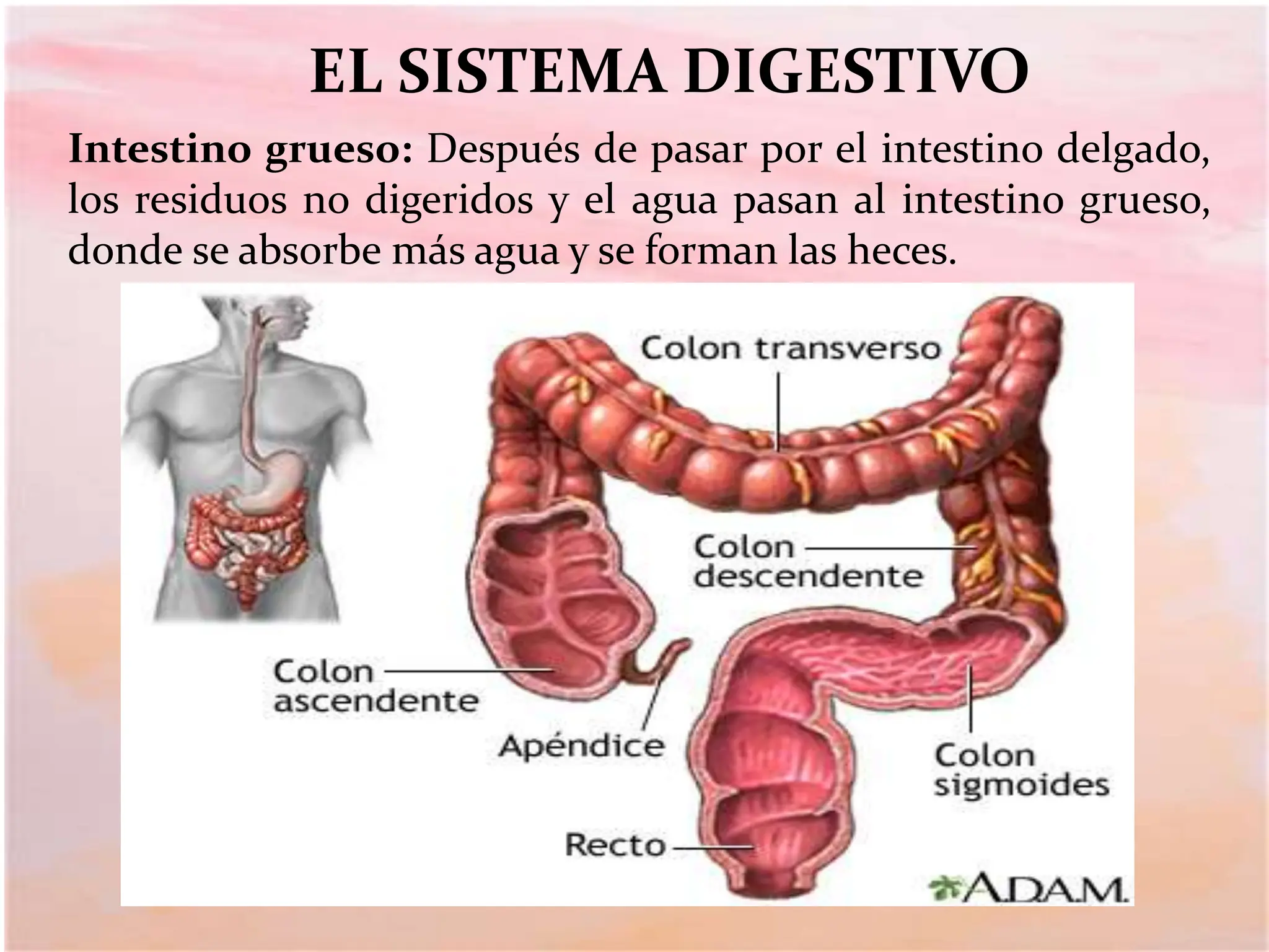 SISTEMA DIGESTIVO Y SUS PARTES PARA ESTUDIAR BIOMAGNETISMO | PPTX