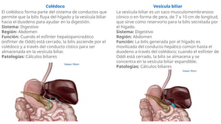 SISTEMA DIGESTIVO, ESTRUCTURA Y FISIOLOGIA | PPTX
