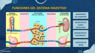 FUNCIONES DEL SISTEMA DIGESTIVO
TRANSPORTE
DE ALIMENTOS
SECRECIÓN DE
JUGOS
DIGESTIVOS
ABSORCIÓN DE
NUTRIENTES
EGESTIÓN DE
HECES
 