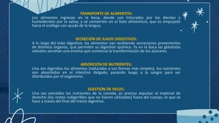 TRANSPORTE DE ALIMENTOS:
Los alimentos ingresan en la boca, donde son triturados por los dientes y
humedecidos por la saliva, y se convierten en el bolo alimenticio, que es empujado
hacia el esófago con ayuda de la lengua.
SECRECIÓN DE JUGOS DIGESTIVOS:
A lo largo del tubo digestivo, los alimentos van recibiendo secreciones provenientes
de distintos órganos, que permiten su digestión química. Ya en la boca las glándulas
salivales secretan una enzima que comienza la transformación de los azúcares.
ABSORCIÓN DE NUTRIENTES:
Una vez digeridos los alimentos (reducidos a sus formas más simples), los nutrientes
son absorbidos en el intestino delgado, pasando luego a la sangre para ser
distribuidos por el organismo.
EGESTIÓN DE HECES:
Una vez extraídos los nutrientes de la comida, es preciso expulsar el material de
desecho (los restos indigeribles que no fueron utilizados) fuera del cuerpo, lo que se
hace a través del final del tracto digestivo.
 