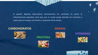 El aparato digestivo descompone químicamente los nutrientes en partes lo
suficientemente pequeñas como para que el cuerpo pueda absorber los nutrientes y
usarlos para la energía, crecimiento y reparación de las células.
CARBOHIDRATOS
PROTEÍNA
GRASAS
VITAMINAS
 