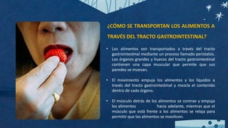 ¿CÓMO SE TRANSPORTAN LOS ALIMENTOS A
TRAVÉS DEL TRACTO GASTROINTESTINAL?
• Los alimentos son transportados a través del tracto
gastrointestinal mediante un proceso llamado peristalsis.
Los órganos grandes y huecos del tracto gastrointestinal
contienen una capa muscular que permite que sus
paredes se muevan.
• El movimiento empuja los alimentos y los líquidos a
través del tracto gastrointestinal y mezcla el contenido
dentro de cada órgano.
• El músculo detrás de los alimentos se contrae y empuja
los alimentos hacia adelante, mientras que el
músculo que está frente a los alimentos se relaja para
permitir que los alimentos se movilicen.
 
