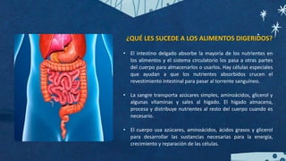 ¿QUÉ LES SUCEDE A LOS ALIMENTOS DIGERIDOS?
• El intestino delgado absorbe la mayoría de los nutrientes en
los alimentos y el sistema circulatorio los pasa a otras partes
del cuerpo para almacenarlos o usarlos. Hay células especiales
que ayudan a que los nutrientes absorbidos crucen el
revestimiento intestinal para pasar al torrente sanguíneo.
• La sangre transporta azúcares simples, aminoácidos, glicerol y
algunas vitaminas y sales al hígado. El hígado almacena,
procesa y distribuye nutrientes al resto del cuerpo cuando es
necesario.
• El cuerpo usa azúcares, aminoácidos, ácidos grasos y glicerol
para desarrollar las sustancias necesarias para la energía,
crecimiento y reparación de las células.
 