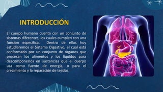 INTRODUCCIÓN
El cuerpo humano cuenta con un conjunto de
sistemas diferentes, los cuales cumplen con una
función específica. Dentro de ellos hoy
estudiaremos el Sistema Digestivo, el cual está
conformado por un conjunto de órganos que
procesan los alimentos y los líquidos para
descomponerlos en sustancias que el cuerpo
usa como fuente de energía, o para el
crecimiento y la reparación de tejidos.
 