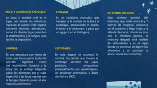 BOCA Y GLÁNDULAS SALIVALES:
La boca o cavidad oral es el
lugar por donde los alimentos
ingresan al cuerpo. Este órgano
contiene distintas estructuras,
como los dientes (que permiten
la masticación) y la lengua (que
facilita la deglución).
FARINGE:
Es una estructura con forma de
tubo, que forma parte tanto del
aparato digestivo como
del respiratorio: Conecta a la
boca con el esófago (dejando
pasar los alimentos por el tubo
digestivo) y las fosas nasales con
la laringe (dejando pasar el aire
hacia los pulmones).
ESÓFAGO:
Es un conducto muscular, que
transporta la comida de la boca al
estómago, atravesando el cuello,
el tórax y el abdomen, y pasa por
un agujero en el diafragma.
ESTÓMAGO:
En este órgano se acumula la
comida. Las células que forman el
estómago secretan los jugos
gástricos, compuestos
principalmente por pepsinógeno,
un precursor enzimático, y ácido
clorhídrico (HCl).
INTESTINO DELGADO
Esta primera porción del
intestino, que mide entre 6 y 7
metros de longitud, comienza
en el duodeno y llega hasta a la
válvula ileocecal, donde se une
con el intestino grueso. El
intestino delgado está repleto
de vellosidades y es el lugar
donde se terminan de digerir los
alimentos y se produce la
absorción de los nutrientes.
 