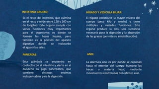 INTESTINO GRUESO:
Es el resto del intestino, que culmina
en el recto y mide entre 120 y 160 cm
de longitud. Este órgano cumple con
varias funciones muy importantes
para el organismo: es donde se
forman las heces fecales, pero
también es la porción del aparato
digestivo donde se reabsorbe
el agua y las sales.
PÁNCREAS:
Esta glándula se encuentra en
contacto con el intestino y vierte en el
duodeno su jugo pancreático, que
contiene distintas enzimas
indispensables para la digestión.
HÍGADO Y VESÍCULA BILIAR:
El hígado constituye la mayor víscera del
cuerpo (pesa kilo y medio) y tiene
múltiples y variadas funciones. Este
órgano produce la bilis, una sustancia
necesaria para la digestión y la absorción
de las grasas (permite su emulsificación).
ANO:
La abertura anal es por donde se expulsan
hacia el exterior del cuerpo humano las
heces o materia fecal, mediante
movimientos controlados del esfínter anal.
 