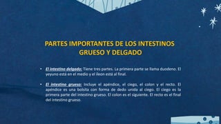 • El intestino delgado: Tiene tres partes. La primera parte se llama duodeno. El
yeyuno está en el medio y el íleon está al final.
• El intestino grueso: Incluye el apéndice, el ciego, el colon y el recto. El
apéndice es una bolsita con forma de dedo unida al ciego. El ciego es la
primera parte del intestino grueso. El colon es el siguiente. El recto es el final
del intestino grueso.
PARTES IMPORTANTES DE LOS INTESTINOS
GRUESO Y DELGADO
 