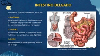 INTESTINO DELGADO
Mide entre 25-30 cm, es donde se produce
la secreción de jugo intestinal y se reciben
las secreciones del páncreas y el hígado..
1. DUODENO:
2. YEYUNO:
Es donde se produce la absorción de los
nutrientes una vez que han sido digeridos.
3. ILEON:
Empieza donde acaba el yeyuno y termina
en el ciego.
Vemos la imagen donde se encuentran las 3 partes.
Cuenta con 3 partes importantes, estas son:
 