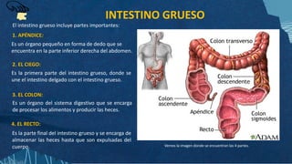 INTESTINO GRUESO
Es un órgano pequeño en forma de dedo que se
encuentra en la parte inferior derecha del abdomen.
1. APÉNDICE:
2. EL CIEGO:
Es la primera parte del intestino grueso, donde se
une el intestino delgado con el intestino grueso.
3. EL COLON:
Es un órgano del sistema digestivo que se encarga
de procesar los alimentos y producir las heces.
Vemos la imagen donde se encuentran las 4 partes.
El intestino grueso incluye partes importantes:
4. EL RECTO:
Es la parte final del intestino grueso y se encarga de
almacenar las heces hasta que son expulsadas del
cuerpo.
 