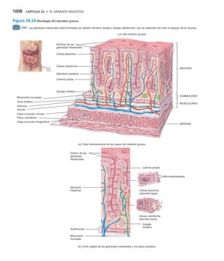 SISTEMA DIGESTIVO.. anatomia del aparato | PDF