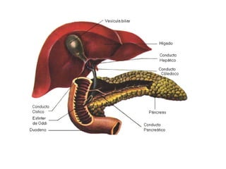 Sistema digestivo   copia