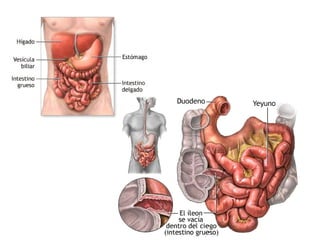 Sistema digestivo   copia