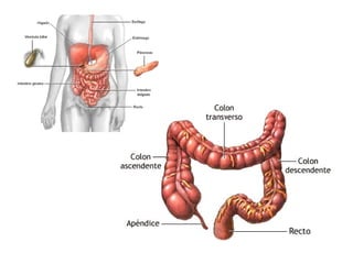 Sistema digestivo   copia