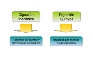 Digestión
Mecánica
Digestión
Química
Realizada por dientes y
movimientos peristálticos
Realizada por enzimas
y jugos gástricos
Digestión
Mecánica
Digestión
Química
Realizada por dientes y
movimientos peristálticos
Realizada por enzimas
y jugos gástricos
 