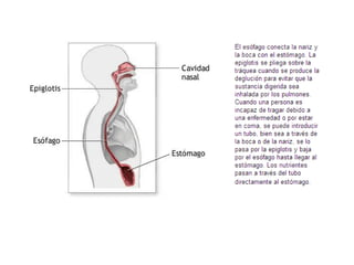 Sistema digestivo   copia