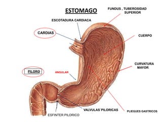 ESTOMAGO

FUNDUS , TUBEROSIDAD
SUPERIOR

ESCOTADURA CARDIACA

CARDIAS

CUERPO

EMBUDO PRECARDIACO

CURVATURA MENOR

PILORO

CURVATURA
MAYOR

ESCOTADURA
ANGULAR

ESFINTER PILORICO
ESFINTER PILORICO

VALVULAS`PILORICAS

PLIEGUES GASTRICOS

 