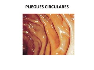 PLIEGUES CIRCULARES

 