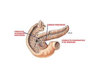 CABEZA PANCREAS

CINDUCTO
ACCESORIO o
SANTORINI

COLA

CONDUCTO PANCREATICO
O DE WIRSUNG

 