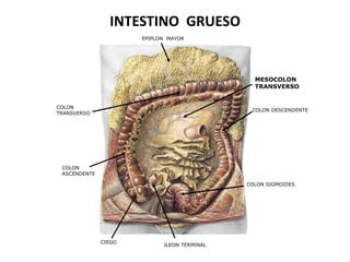 INTESTINO GRUESO
EPIPLON MAYOR

MESOCOLON
TRANSVERSO
COLON
TRANSVERSO

COLON DESCENDENTE

COLON
ASCENDENTE
COLON SIGMOIDES

CIEGO

ILEON TERMINAL

 