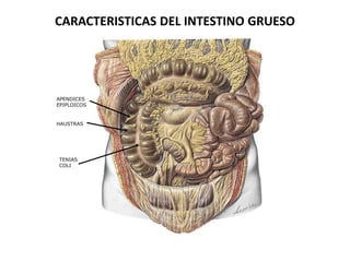 CARACTERISTICAS DEL INTESTINO GRUESO

APENDICES
EPIPLOICOS

HAUSTRAS

TENIAS
COLI

 