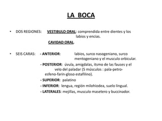 LA BOCA
•

DOS REGIONES:

•

SEIS CARAS:

VESTIBULO ORAL: comprendida entre dientes y los
labios y encias.
CAVIDAD ORAL.

- ANTERIOR:

labios, surco nasogeniano, surco
mentogeniano y el musculo orbicular.
- POSTERIOR: úvula, amigdalas, itsmo de las fauses y el
velo del paladar (5 músculos : pala-petroesfeno-farin-gloso estafilino).
- SUPERIOR: palatino
- INFERIOR: lengua, región milohiodea, suelo lingual.
- LATERALES: mejillas, musculo masetero y buccinador.

 