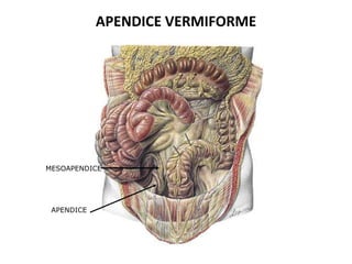 APENDICE VERMIFORME

MESOAPENDICE

APENDICE

 