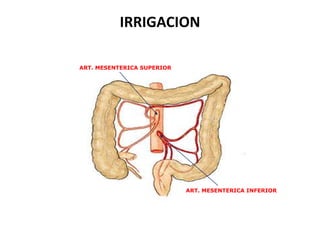 IRRIGACION
ART. MESENTERICA SUPERIOR

ART. MESENTERICA INFERIOR

 