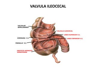 VALVULA ILEOCECAL

VALVULAS
SEMILUNARES
VALVULA ILEOCECAL
LABIO SUPERIOR V.I.
COMISURA V.I.

FRENILLO V.I.

ORIFICIO APENDICE
VERMIFORME

LABIO INFERIOR V.I.

 
