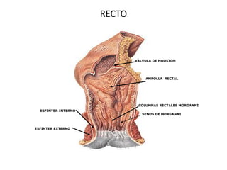 RECTO

VALVULA DE HOUSTON

AMPOLLA RECTAL

COLUMNAS RECTALES MORGANNI
ESFINTER INTERNO

ESFINTER EXTERNO

SENOS DE MORGANNI

 