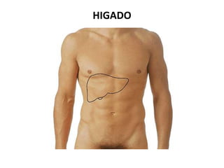 HIGADO

 