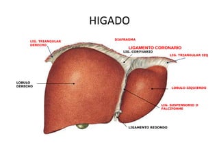 HIGADO
LIG. TRIANGULAR
DERECHO

DIAFRAGMA

LIGAMENTO CORONARIO

LIG. CORONARIO

LIG. TRIANGULAR IZQ

LOBULO
DERECHO

LOBULO IZQUIERDO

LIG. SUSPENSORIO O
FALCIFORME

LIGAMENTO REDONDO

 