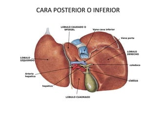 CARA POSTERIOR O INFERIOR
LOBULO CAUDADO O
SPIEGEL

Vena cava inferior

Vena porta

LOBULO
DERECHO
LOBULO
IZQUIERDO
coledoco

Arteria
hepatica

cistico
hepatico

LOBULO CUADRADO

 
