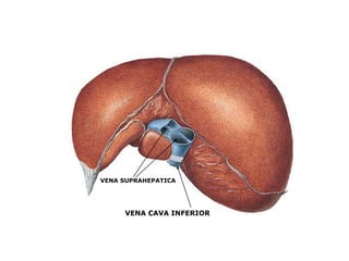 VENA SUPRAHEPATICA

VENA CAVA INFERIOR

 