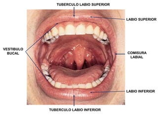 TUBERCULO LABIO SUPERIOR

LABIO SUPERIOR

VESTIBULO
BUCAL

COMISURA
LABIAL

LABIO INFERIOR

TUBERCULO LABIO INFERIOR

 