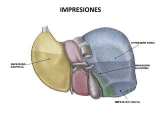 IMPRESIONES

IMPRESIÓN RENAL

IMPRESIÓN
GASTRICA

IMPRESIÓN
DUODENAL

IMPRESIÓN COLICA

 