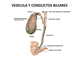 VESICULA Y CONDUCTOS BILIARES
CUELLO

HEPATICO DERECHO E IZQUIERDO

CONDUCTO CISTICO
Valvulas heister

HEPATICO COMUN

CUERPO

FONDO

COLEDOCO

CONDUCTO PANCREATICO

AMPOLLA DE VATER

 