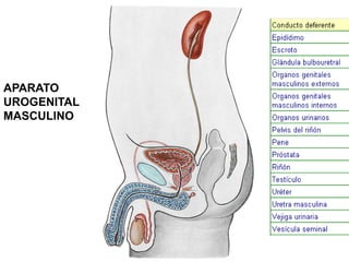 APARATO
UROGENITAL
MASCULINO

 