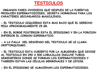 TESTICULOS
- ORGANOS PARES OVOIDEOS QUE DESPUES DE LA PUBERTAD
PRODUCEN ESPERMATOZOIDES, SECRETA HORMONAS PARA LOS
CARACTERES SECUNDARIOS MASCULINOS.
- EL TESTICULO IZQUIERDO ESTA MAS BAJO QUE EL DERECHO
PESA APROXIMADAMENTE 25 GR.
- EN EL BORDE POSTERIOR ESTA EL EPIDIDIMO Y EN LA PORCION
INFERIOR EL CORDON ESPERMATICO.
- A LA FALLA DEL DESCENSO DEL TESTICULO SE LE LLAMA
CRIPTORQUISMO.
- EL TESTICULO ESTA CUBIERTO POR LA ALBUGINEA QUE DIVIDE
AL TESTICULO EN 250 A 500 LOBULILLOS INCLUYE TUBOS
SEMINIFEROS DONDE SE FORMAN LOS ESPERMATOZOIDES Y
TAMBIEN ESTAN LAS CELULAS GERMINALES Y DE LEYDIG.
- EN EL EPIDIDIMO SE ALMACENAN LOS ESPERMATOZOIDES.

 
