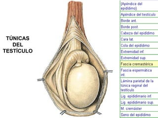 TÚNICAS
DEL
TESTÍCULO

 